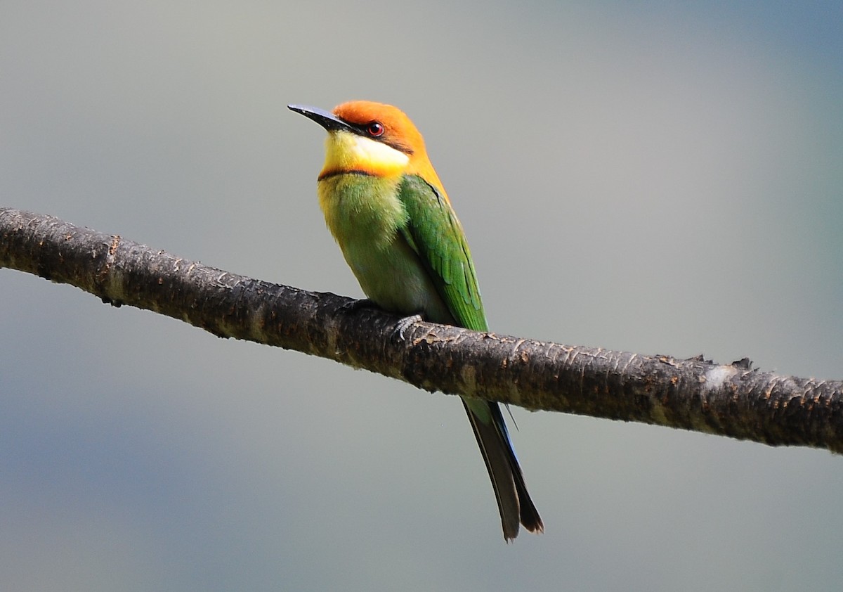 Chestnut-headed Bee-eater - ML618722098