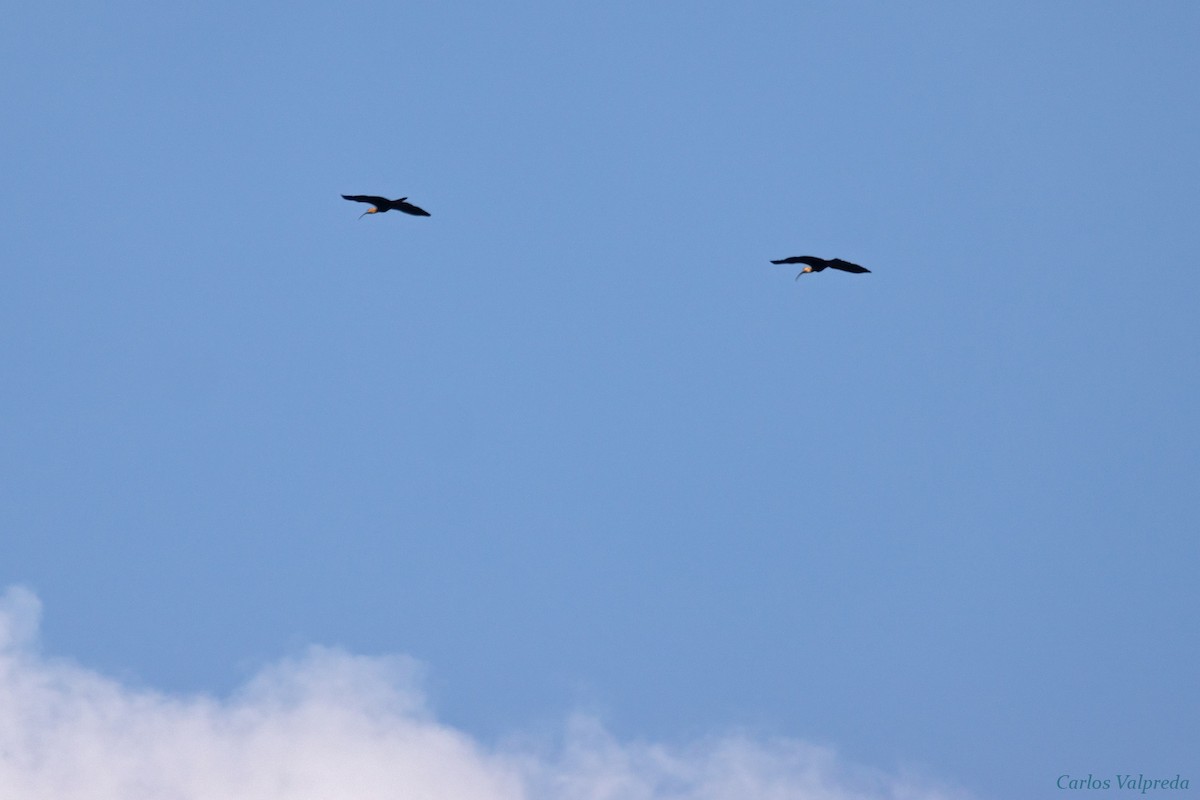 Buff-necked Ibis - ML618722113