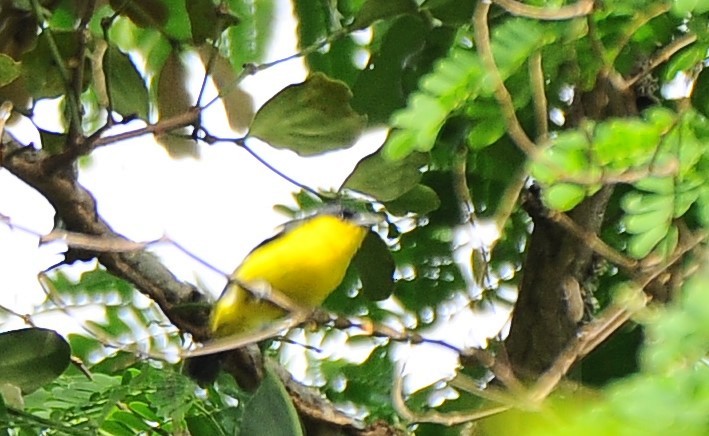 Common Iora - ML618722118