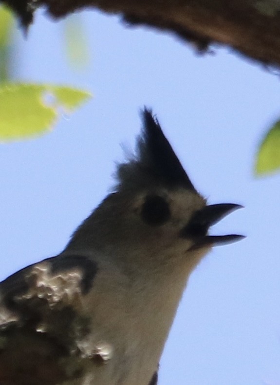 Mésange bicolore ou M. à plumet noir - ML618722124