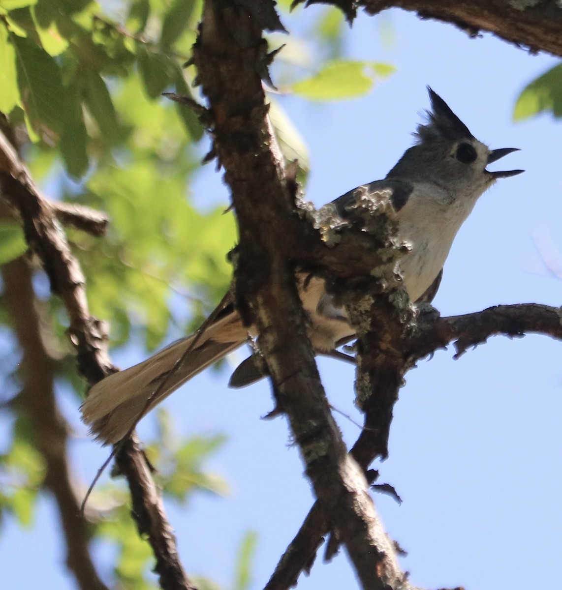 Tufted/Black-crested Titmouse - Lynn Seman