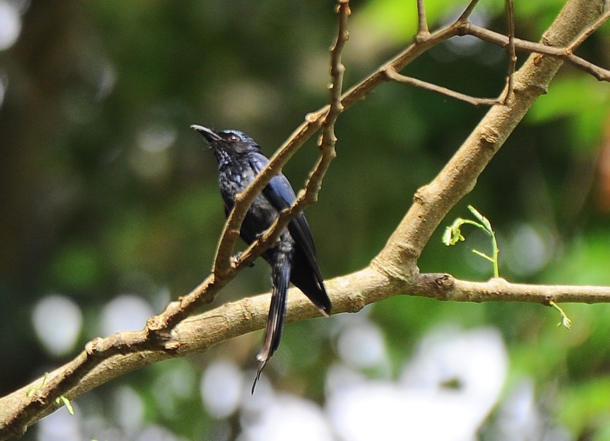 Bronzed Drongo - JOE M RAJA