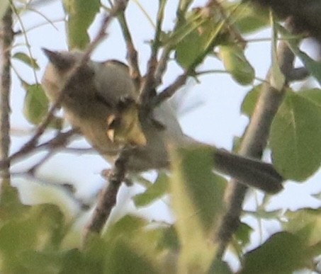 Mésange bicolore ou M. à plumet noir - ML618722135