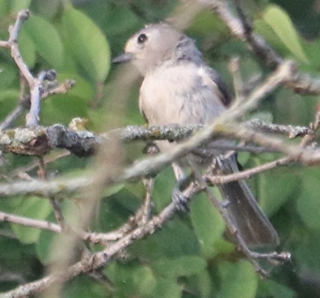 Tufted/Black-crested Titmouse - Lynn Seman