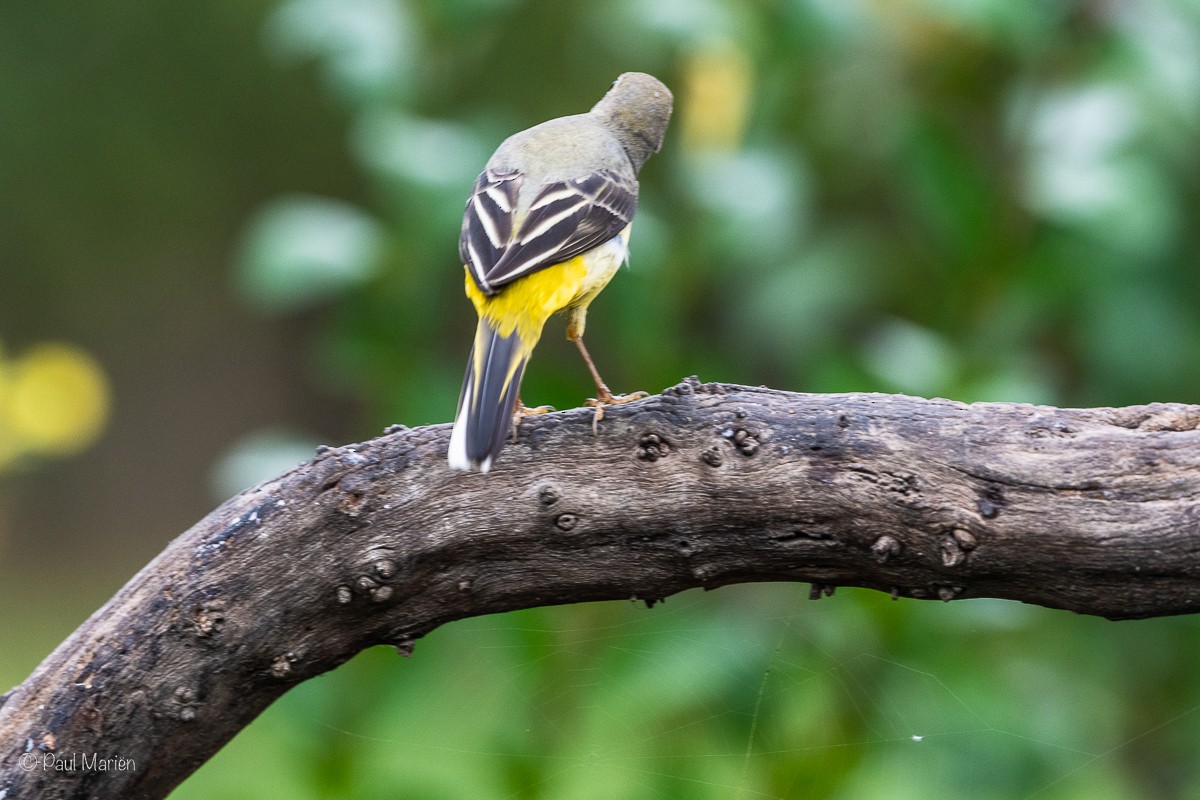 Gray Wagtail - Guido Van den Troost