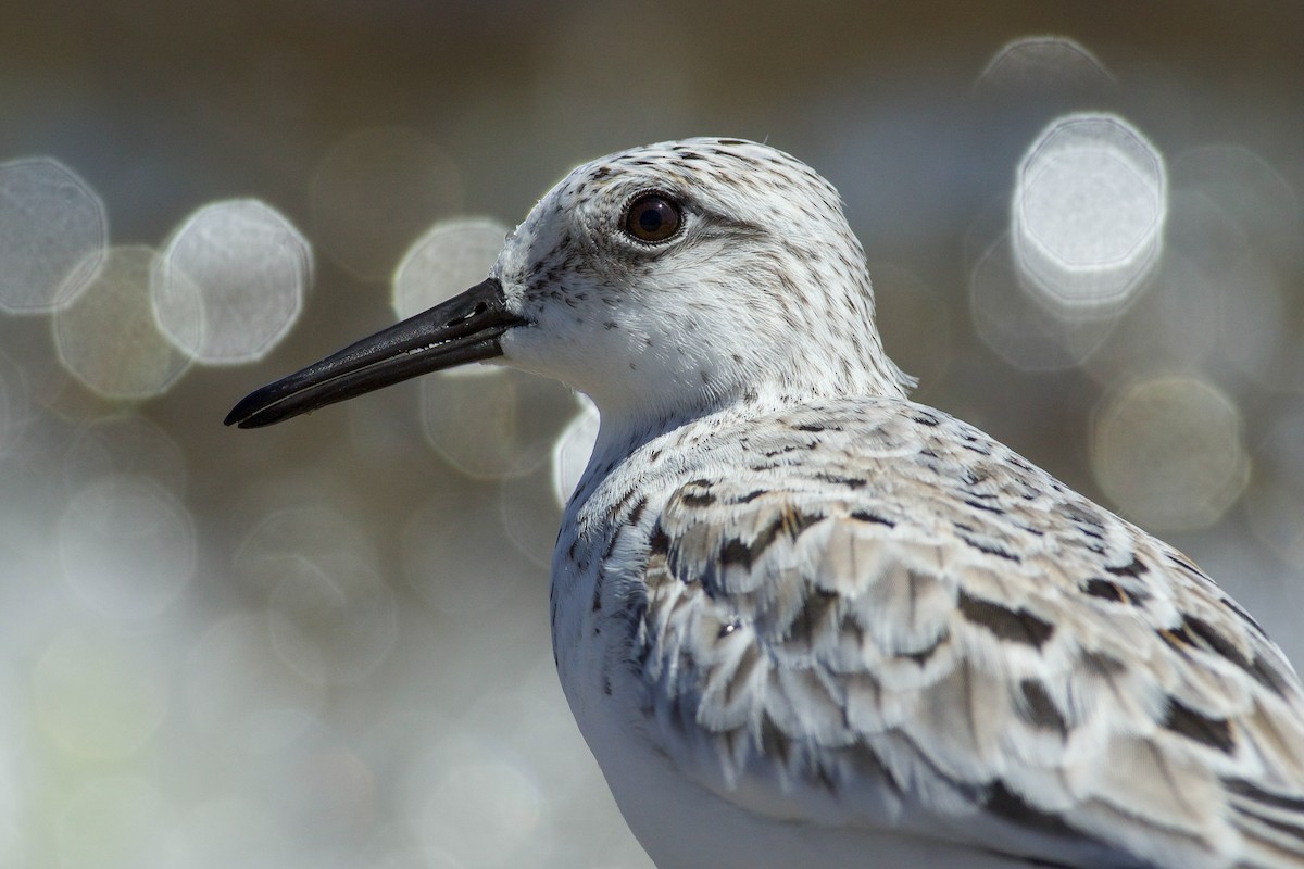 Bécasseau sanderling - ML618722194