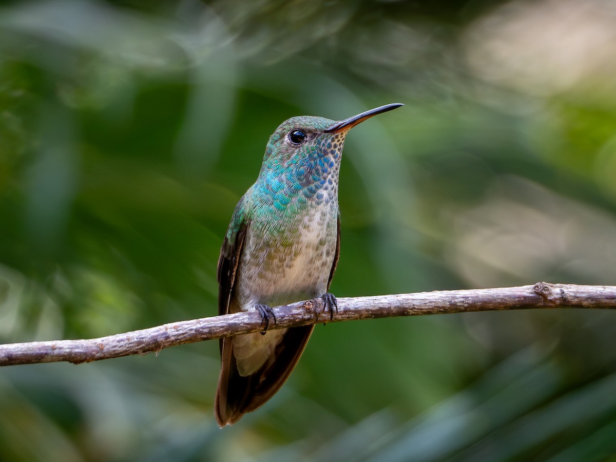 kolibřík pestrý [skupina versicolor] - ML618722195