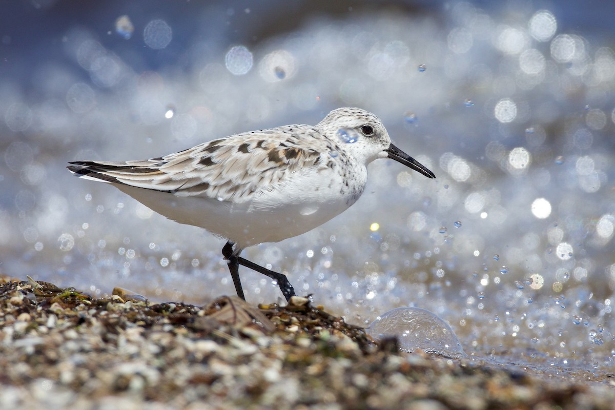 Bécasseau sanderling - ML618722197