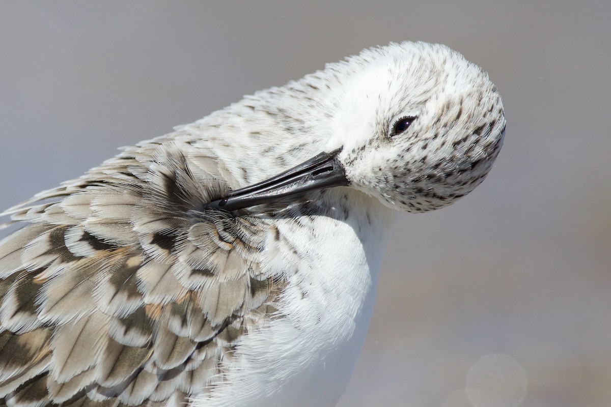 Bécasseau sanderling - ML618722198