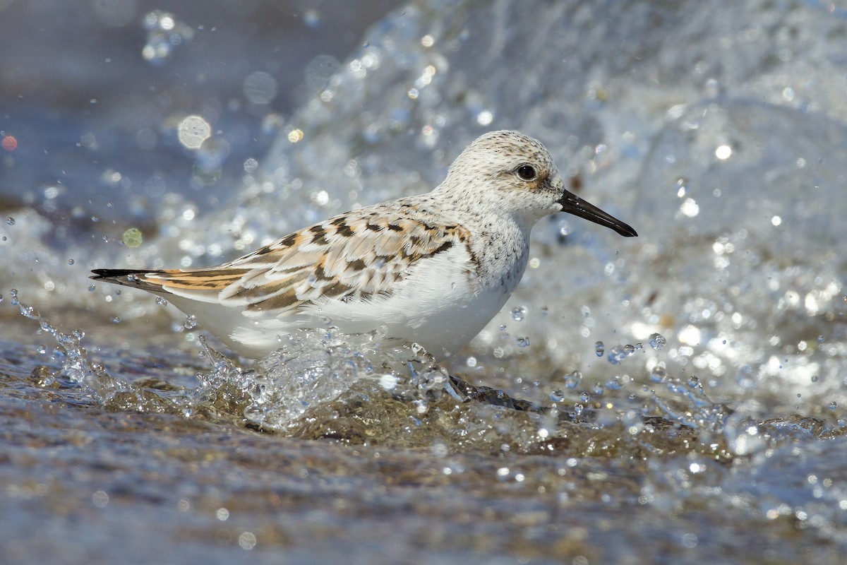 Bécasseau sanderling - ML618722199