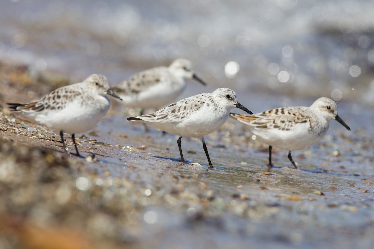 Sanderling - Steven  Thompson