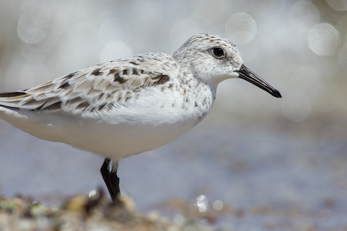 Bécasseau sanderling - ML618722205