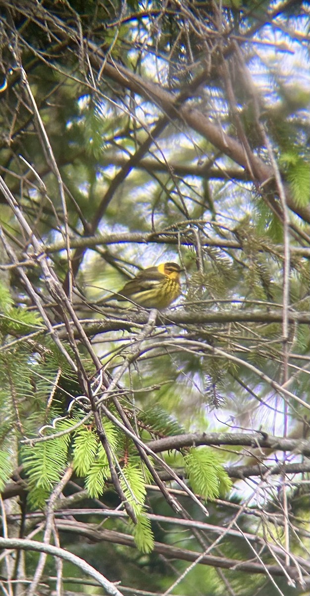 Cape May Warbler - Matthew Forster
