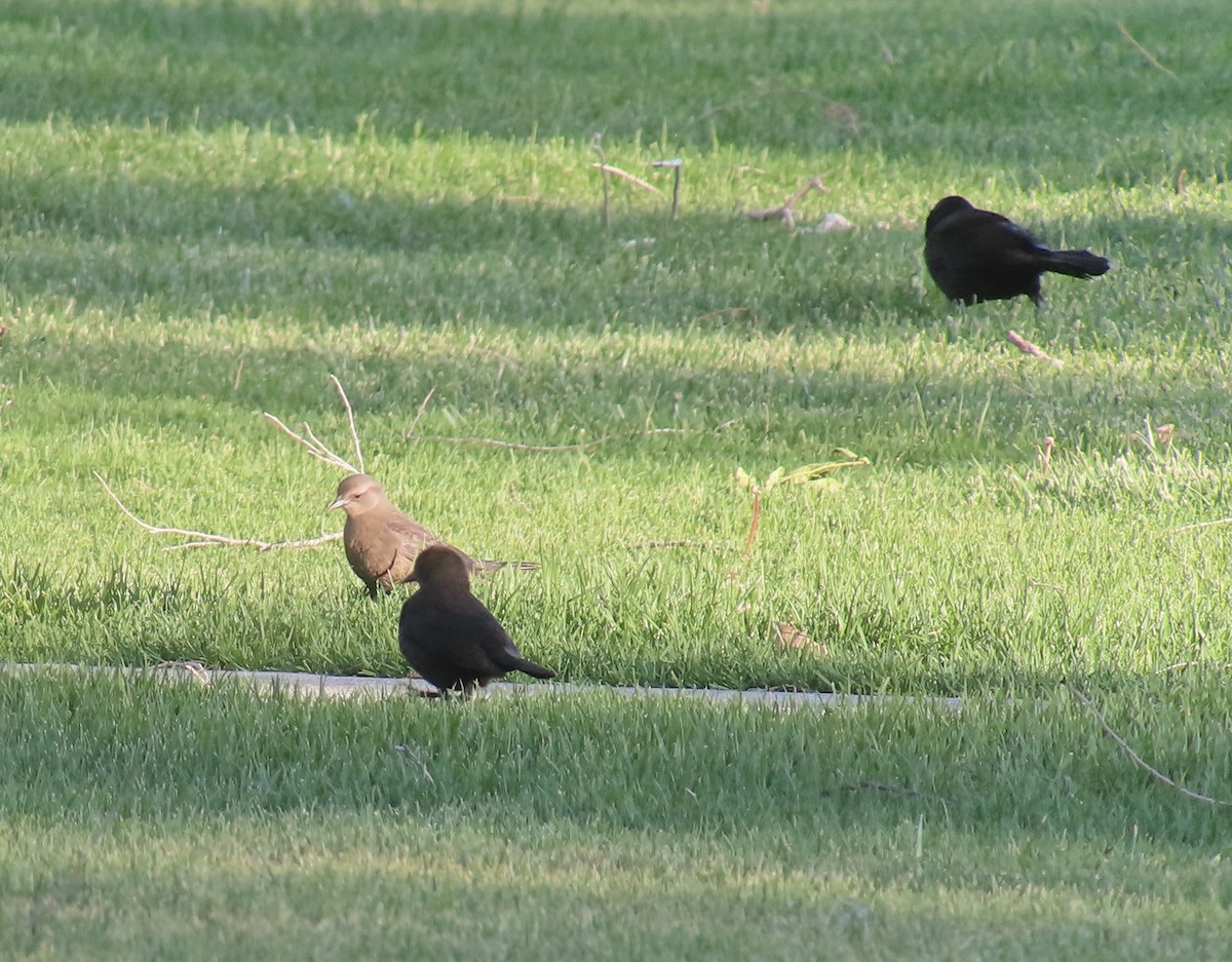 Brewer's Blackbird - ML618722217