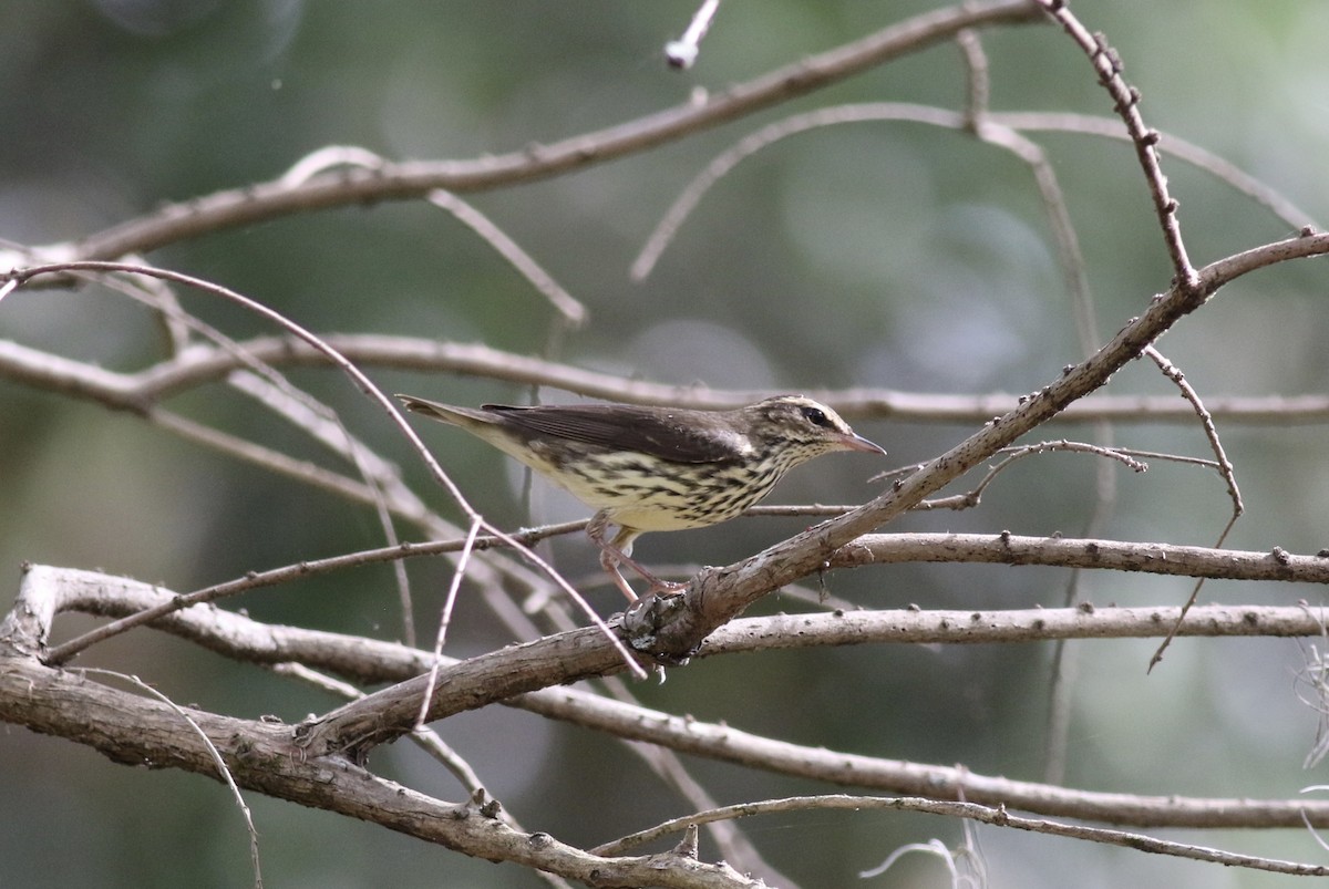 Northern Waterthrush - ML618722282