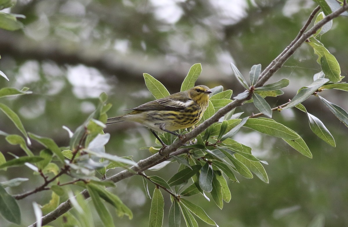 Cape May Warbler - Jamie Adams