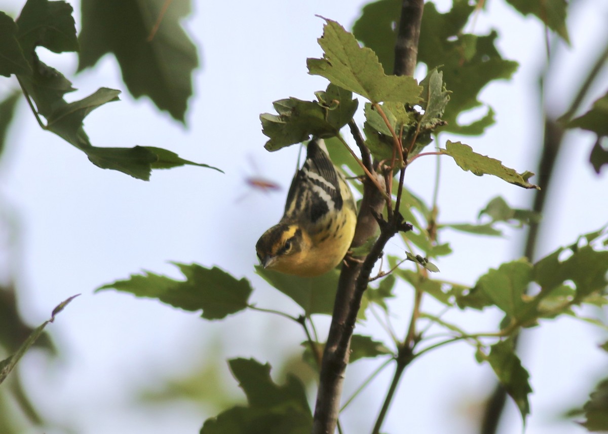 Blackburnian Warbler - ML618722311