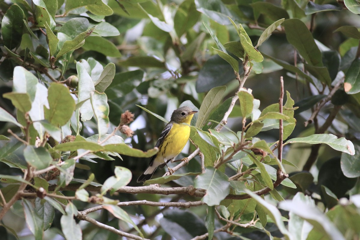 Magnolia Warbler - ML618722328