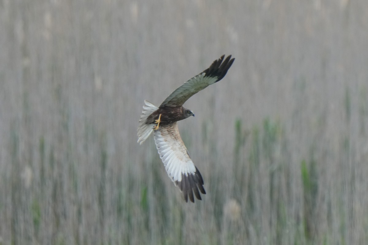 Western Marsh Harrier - Krzysztof Kasprzyk