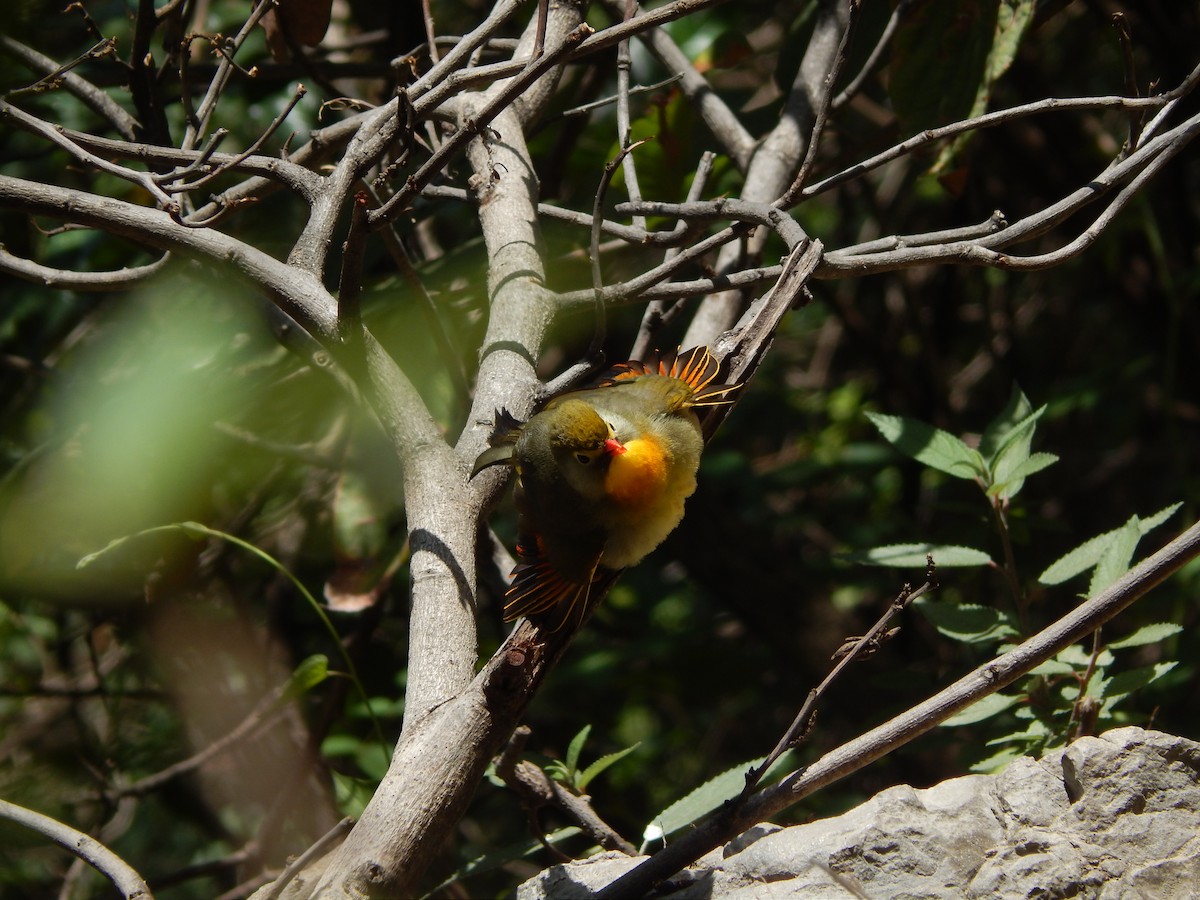 Red-billed Leiothrix - Azan Karam