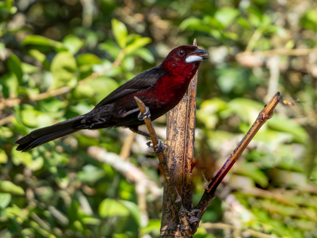 Silver-beaked Tanager - Vitor Rolf Laubé