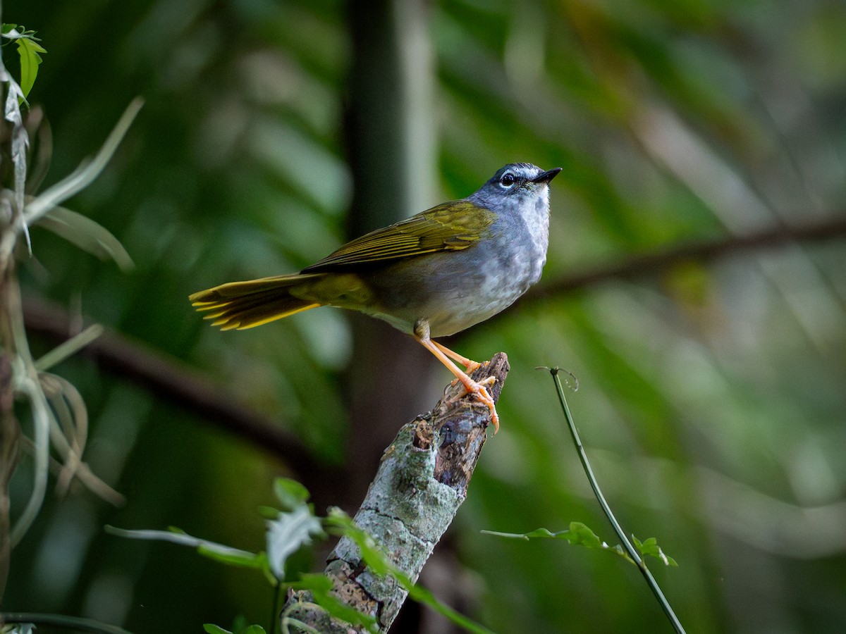 White-browed Warbler - ML618722376