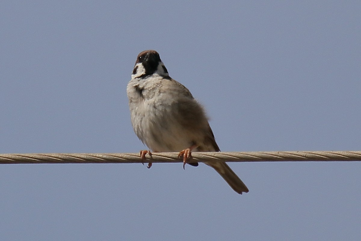 Eurasian Tree Sparrow - Juan Sebastian Barrero