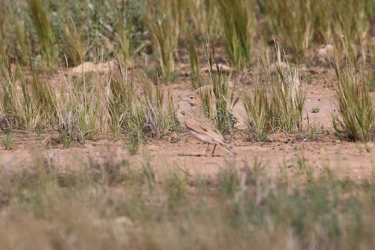 Mediterranean/Turkestan Short-toed Lark - Oscar Campbell