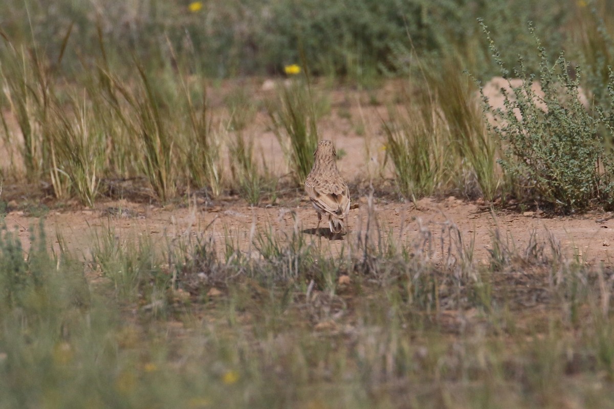 Mediterranean/Turkestan Short-toed Lark - Oscar Campbell