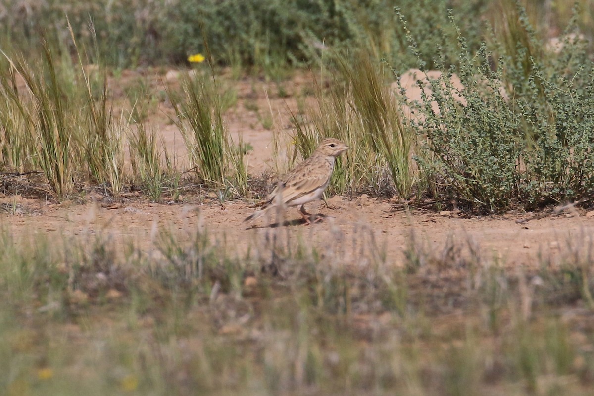 Mediterranean/Turkestan Short-toed Lark - Oscar Campbell