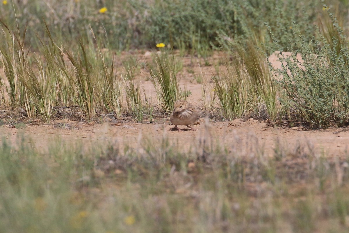 Mediterranean/Turkestan Short-toed Lark - ML618722410