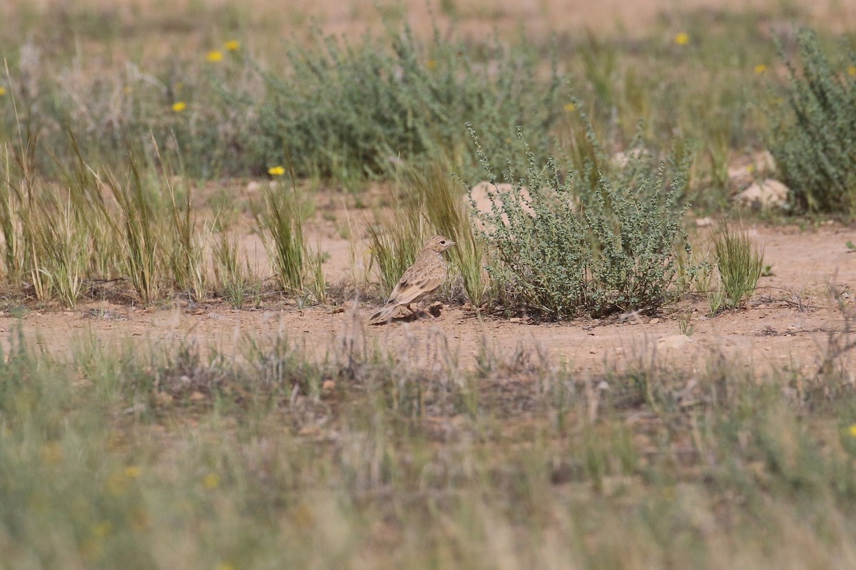 Mediterranean/Turkestan Short-toed Lark - ML618722419