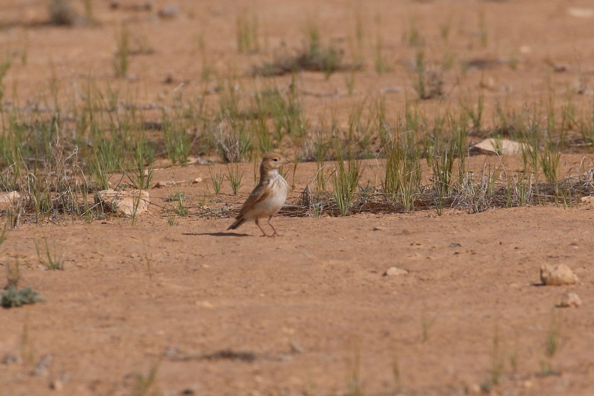 Mediterranean/Turkestan Short-toed Lark - Oscar Campbell