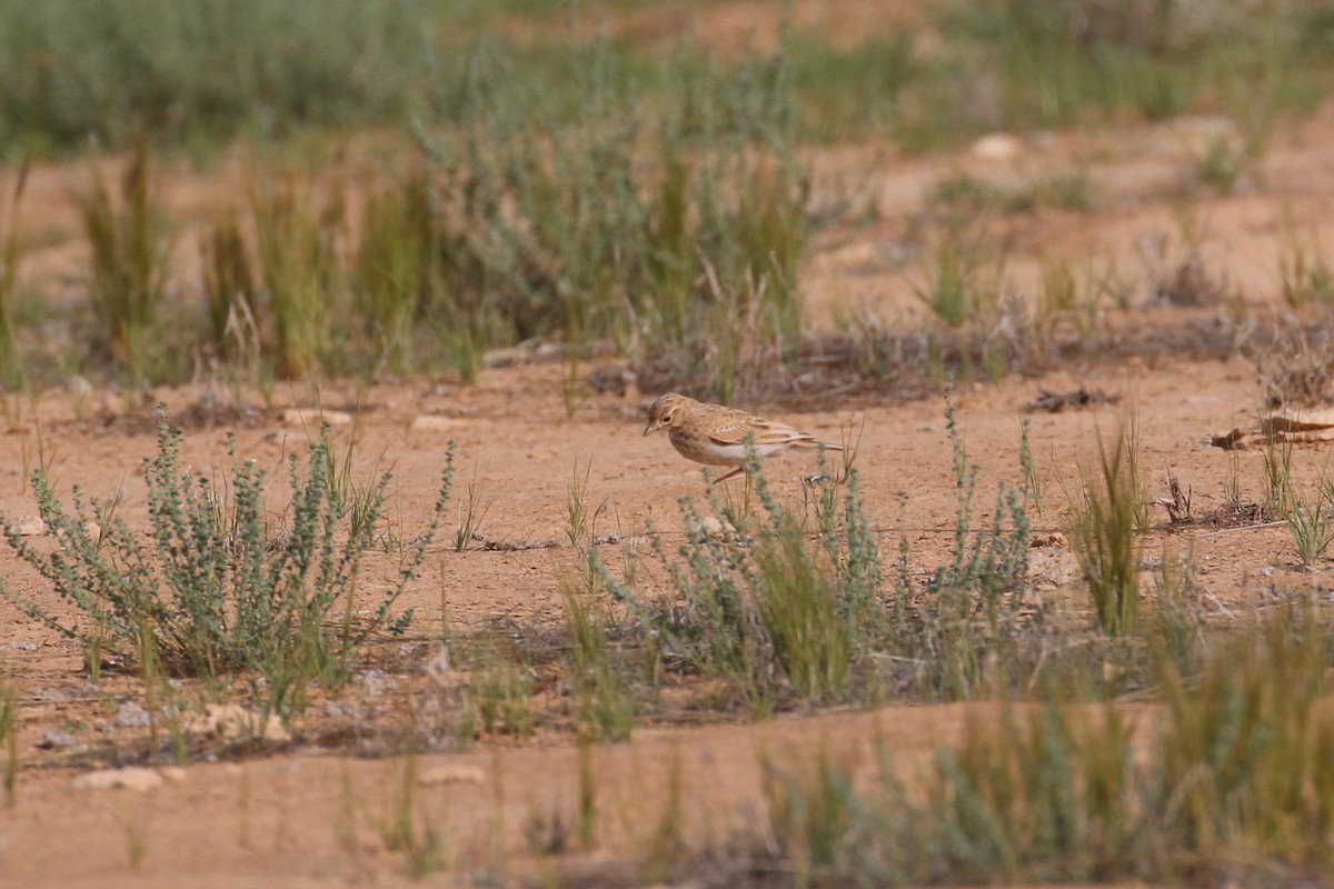 Mediterranean/Turkestan Short-toed Lark - ML618722435