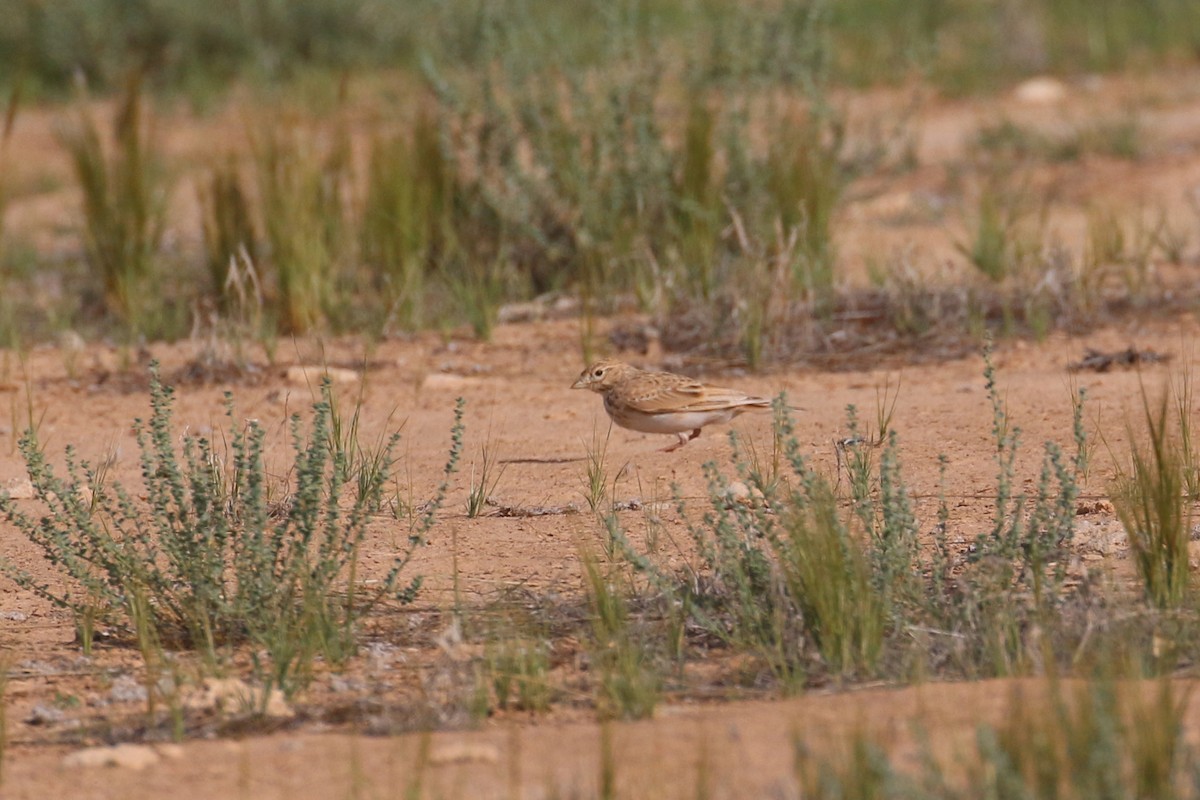 Mediterranean/Turkestan Short-toed Lark - ML618722436