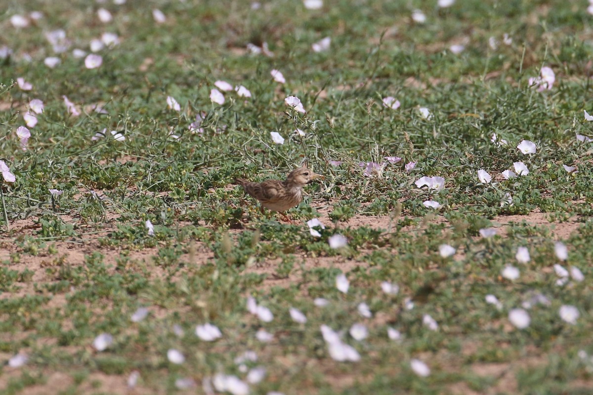 Mediterranean/Turkestan Short-toed Lark - ML618722437