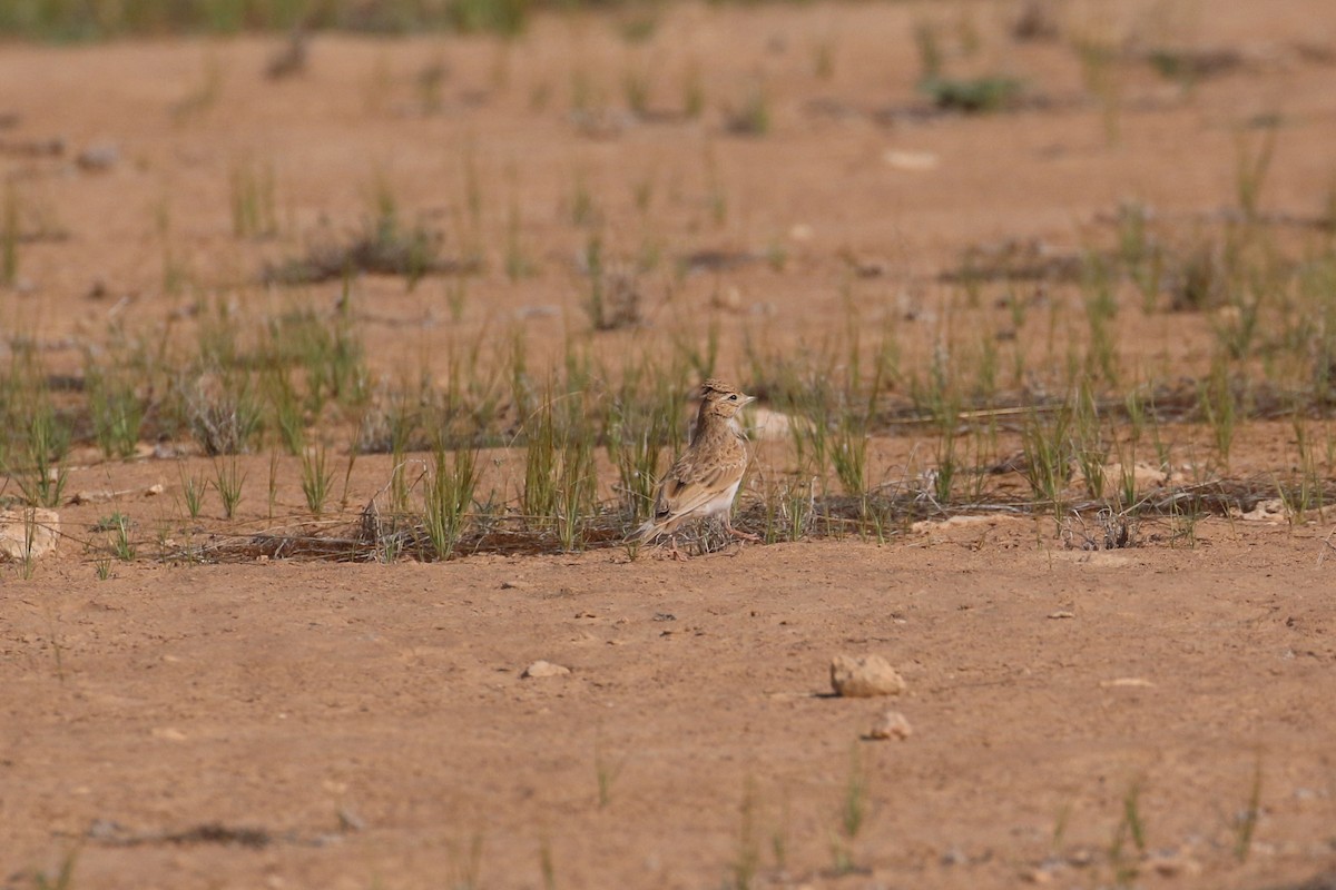 Mediterranean/Turkestan Short-toed Lark - ML618722438