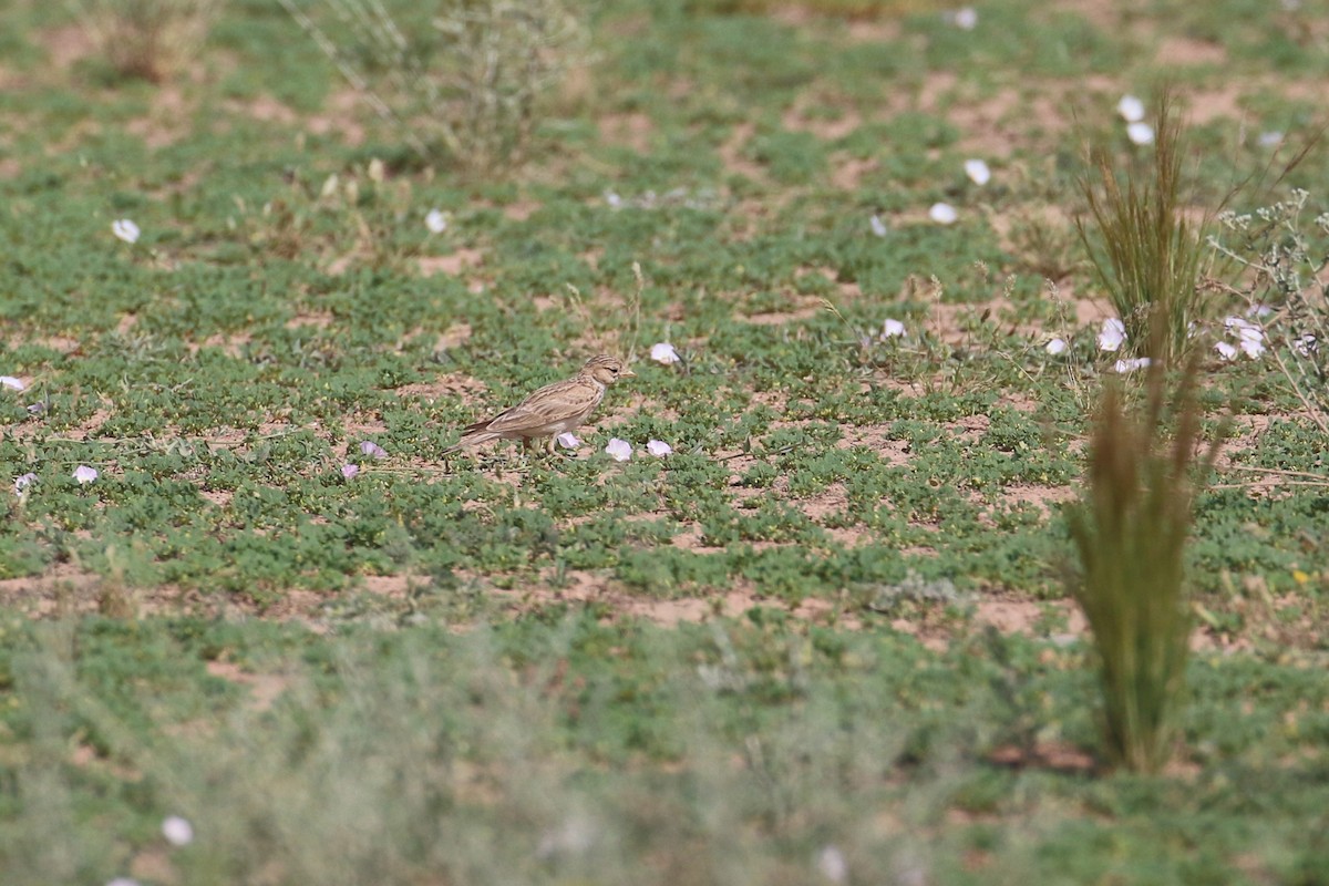 Mediterranean/Turkestan Short-toed Lark - Oscar Campbell