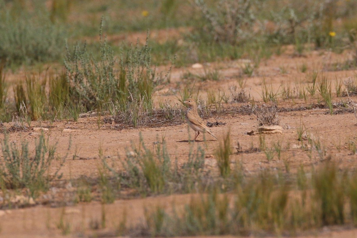 Mediterranean/Turkestan Short-toed Lark - ML618722440