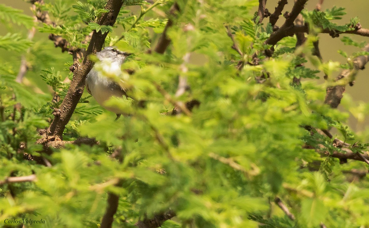 White-crested Tyrannulet (White-bellied) - Carlos Valpreda