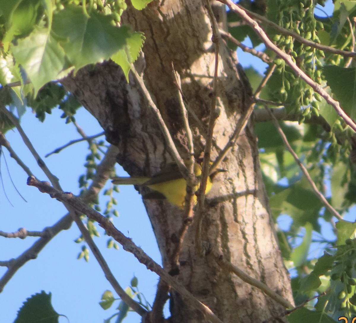 Hooded Warbler - Mark Holmgren