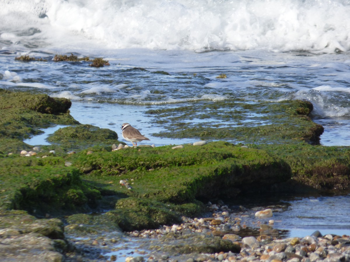 Common Ringed Plover - ML618722519