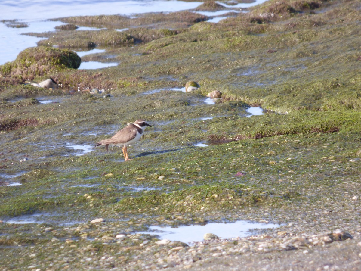 Common Ringed Plover - ML618722521