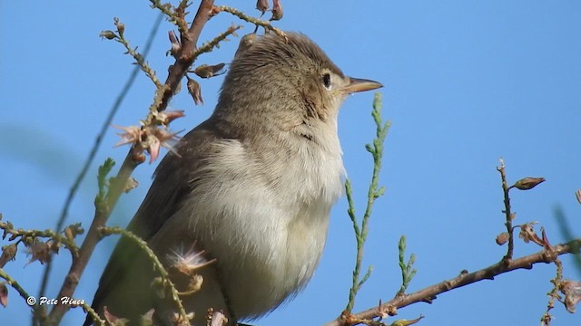 Eastern Olivaceous Warbler - ML618722548