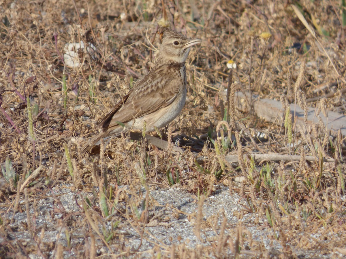 Crested Lark - ML618722567