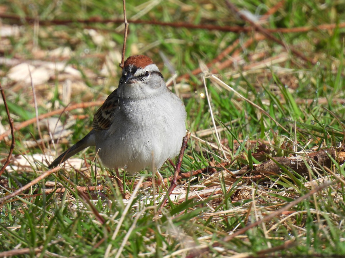 Chipping Sparrow - Sally Avery