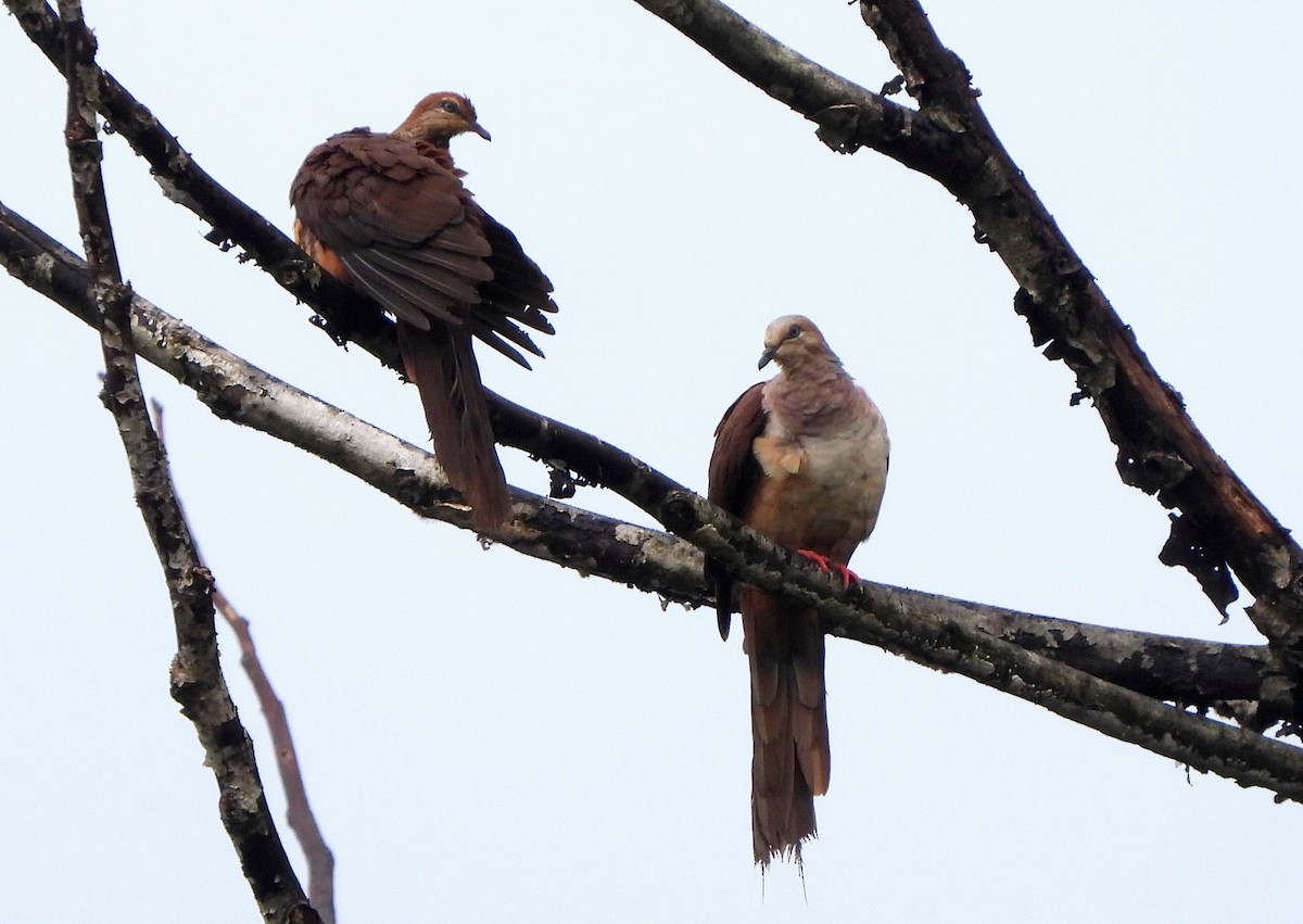 Amboyna Cuckoo-Dove - ML618722620