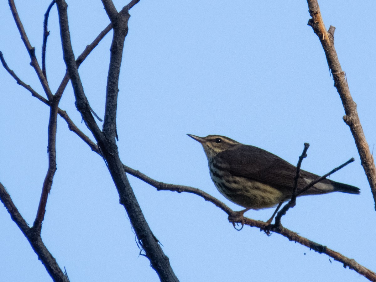 Northern Waterthrush - Tom Nagel