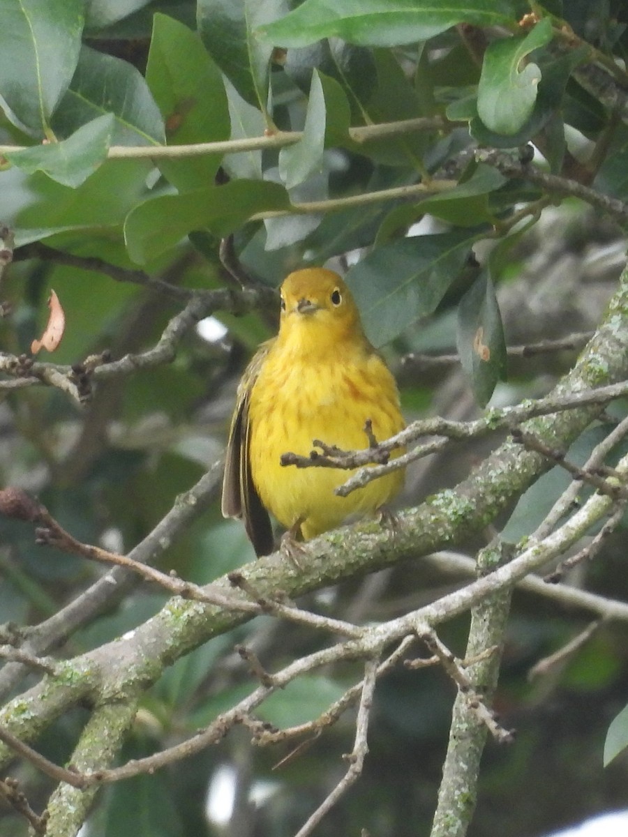 Paruline jaune - ML618722632