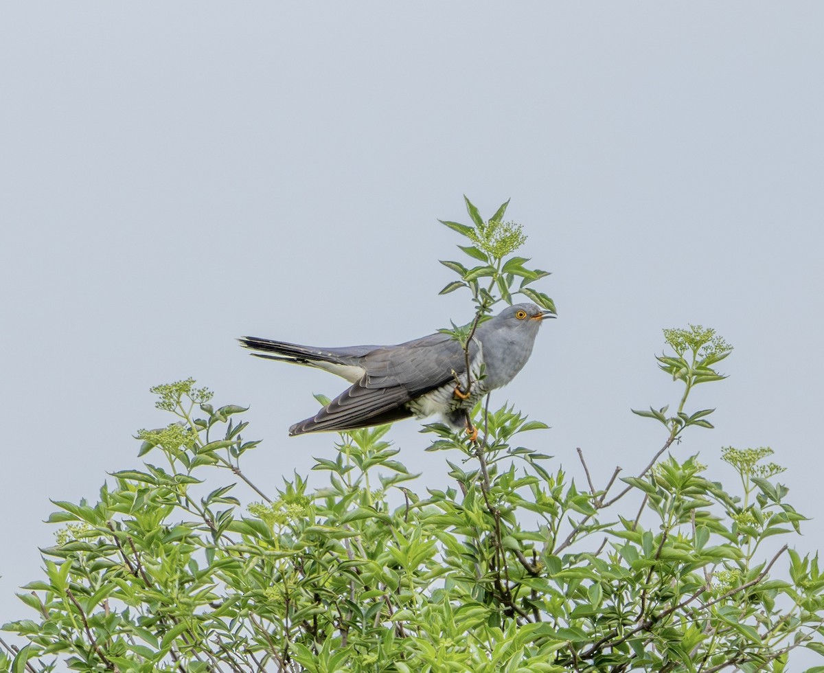 Common Cuckoo - ML618722650